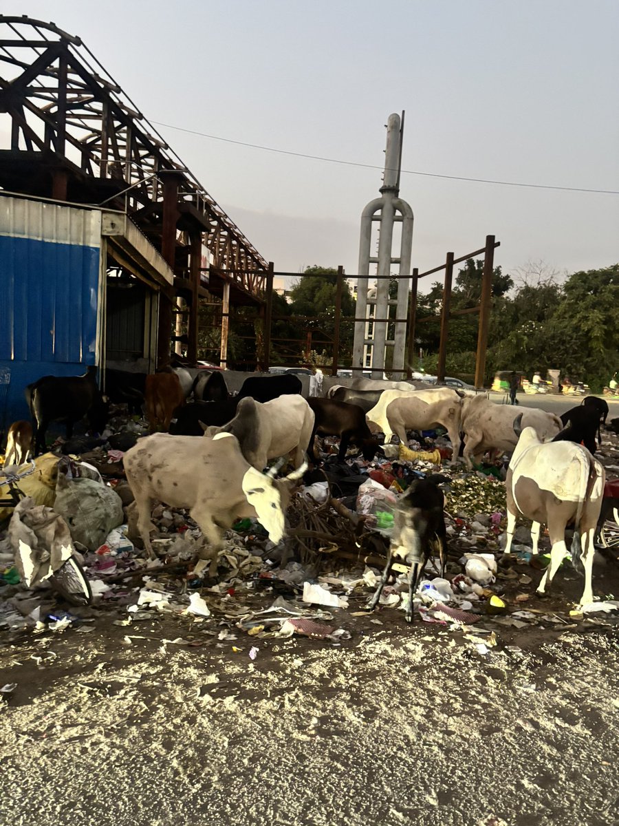 Ashish Yadav (@ashishyada94630) on Twitter photo Condition of sikanderpur sham on <a href="/MunCorpGurugram/">MCG</a> <a href="/NayabSainiBJP/">Nayab Saini</a> 
<a href="/PradeepIAS_HR/">Pradeep Dahiya</a> <a href="/cmohry/">CMO Haryana</a> <a href="/MathildeRa77404/">mathilde R.</a> <a href="/YashMor5/">Maj Gen (Dr) YashMor</a> @ Condition of sikanderpur sham on <a href="/MunCorpGurugram/">MCG</a> <a href="/NayabSainiBJP/">Nayab Saini</a> 
<a href="/PradeepIAS_HR/">Pradeep Dahiya</a> <a href="/cmohry/">CMO Haryana</a> <a href="/MathildeRa77404/">mathilde R.</a> <a href="/YashMor5/">Maj Gen (Dr) YashMor</a> @