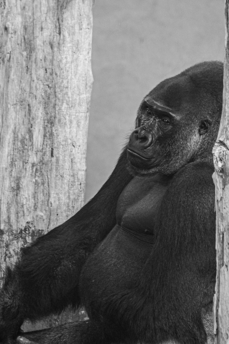 PriyadharshanS's tweet photo. Faces of captivity — where strength meets fragility, and wildness fades into introspection https://t.co/wFGm5LW3Bg