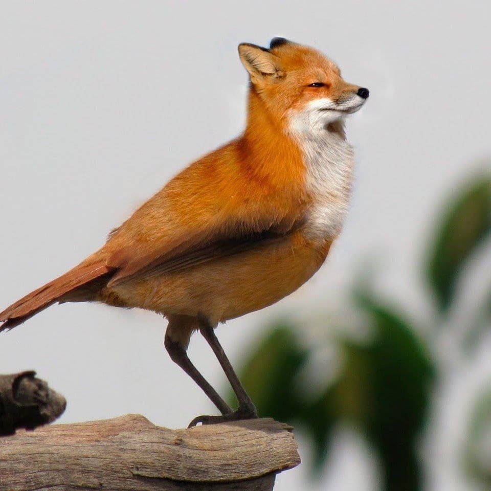 Если вы хотели знать, как выглядит <a href="/elf_ox/">alice novikova</a>, но боялись спросить