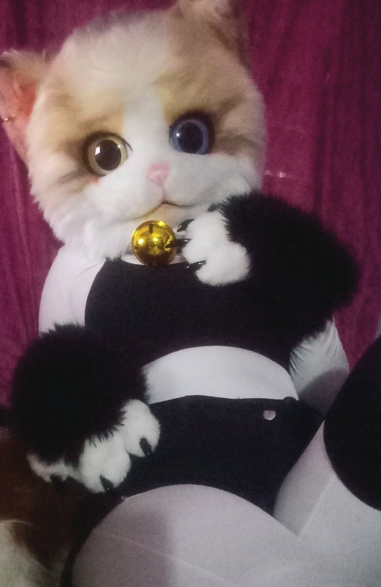 warningredfox01's tweet photo. 【TW : N S F W little bit!!🔞】 Come here my dear~💕😽✨ 
  
🧵🪡 || 📸 : @warningredfox01
 
#mollythecalicocat #mollythecat  #warningredfox01 #oc #cat #calicocat #furry #furryfandom #kemono #anthro #fursuitmaker #fursuit #fursuitthailand #fypシ゚  #foryou https://t.co/8OtWbggoIx