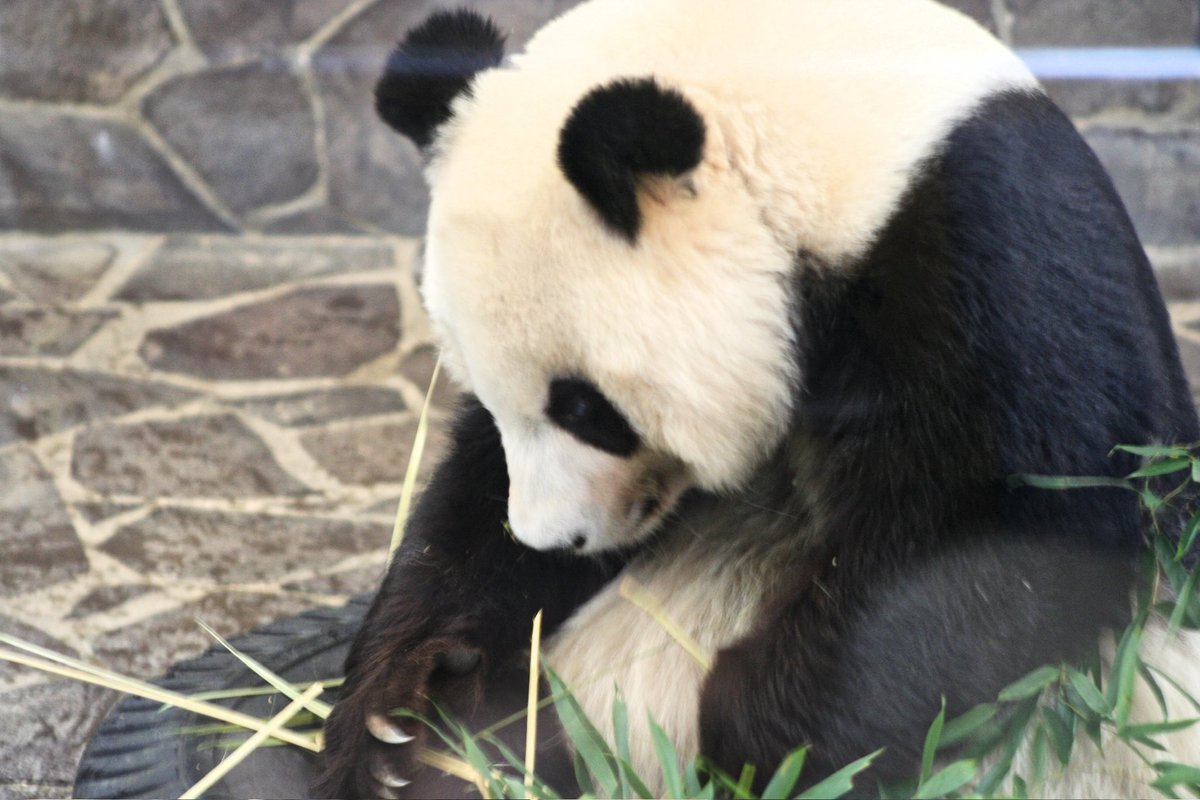 ダラダラ ぱんだ (@zWxmCBXIFixNoMg) / Posts / X