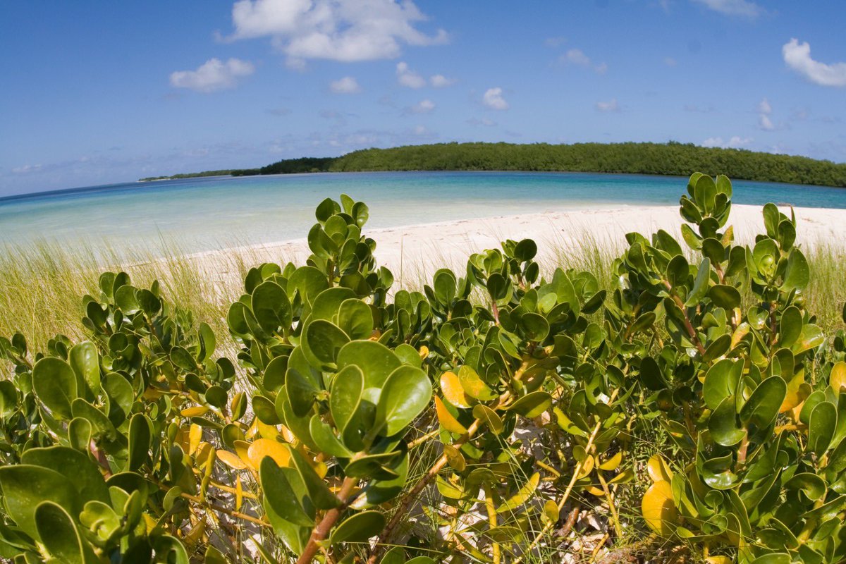 Cayo Santa María es el islote de mayor tamaño de #CubaÚnica y se encuentra ubicado en el espléndido archipiélago de las Cayerías del Norte. Es el último de los maravillosos cayos a los que se accede por el pedraplén, la carretera que atraviesa las aguas de la Bahía de Buena Vista