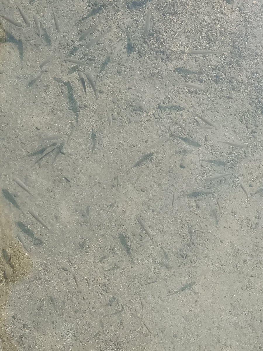 Bu kadar Sahil kenarında olması normal mi bilemedim 🥹