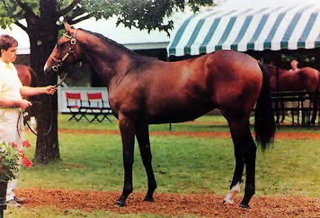 HORSE RACING 100 tweet media