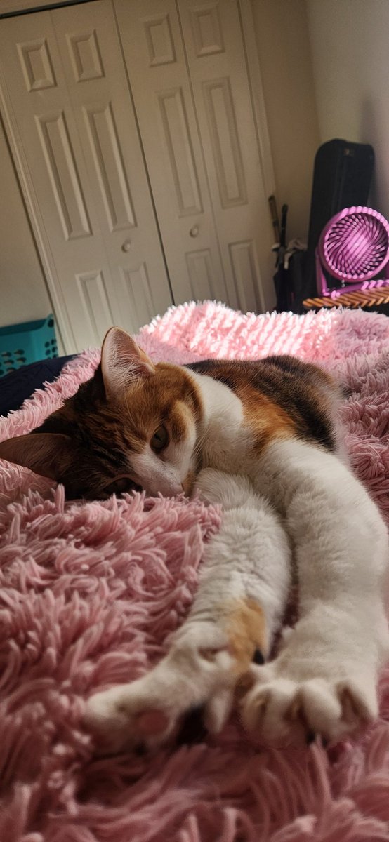 maxie 🏳️‍🌈 tweet media