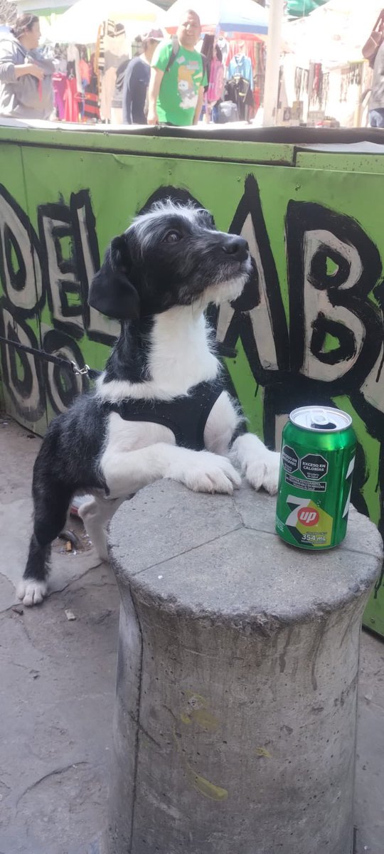 Atención. Duki busca familia que lo quiera. 8 meses de puro amor. 
Contacto: Cata: 11 32439080