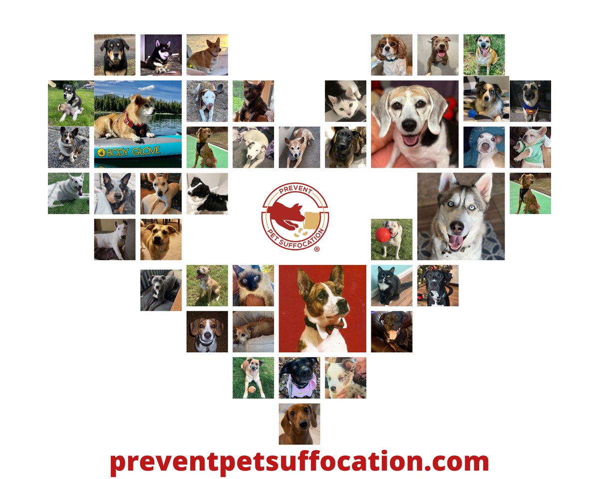 4YouBlue2's tweet photo. Itโs National Pet Memorial Day! All of these pets lost their lives to pet suffocation recently. We honor them and all the beautiful pets who have touched our lives. #preventpetsuffocation #petsuffocation #dogsuffocation #catsuffocation #nationalpetmemorialday https://t.co/R1Lg9KKASB