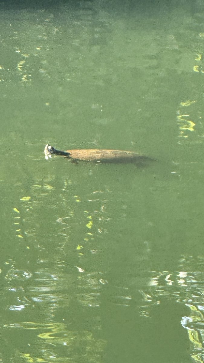 kellmann702's tweet image. Morning stroll-getting in steps and enjoying the wildlife.🫶