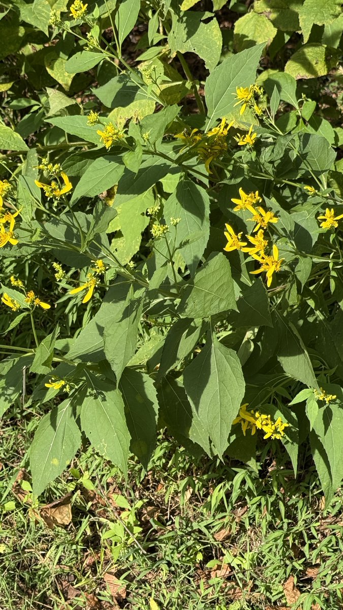 kellmann702's tweet image. Morning stroll-getting in steps and enjoying the wildlife.🫶