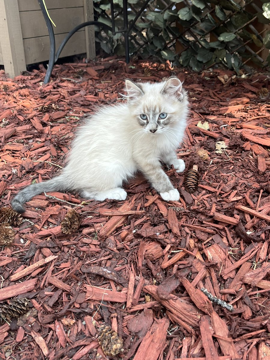 OpulentNeptune's tweet photo. soren got a little sister yesterday! 

Still trying to come up with a name for this little princess! https://t.co/c9J8aCmsqi
