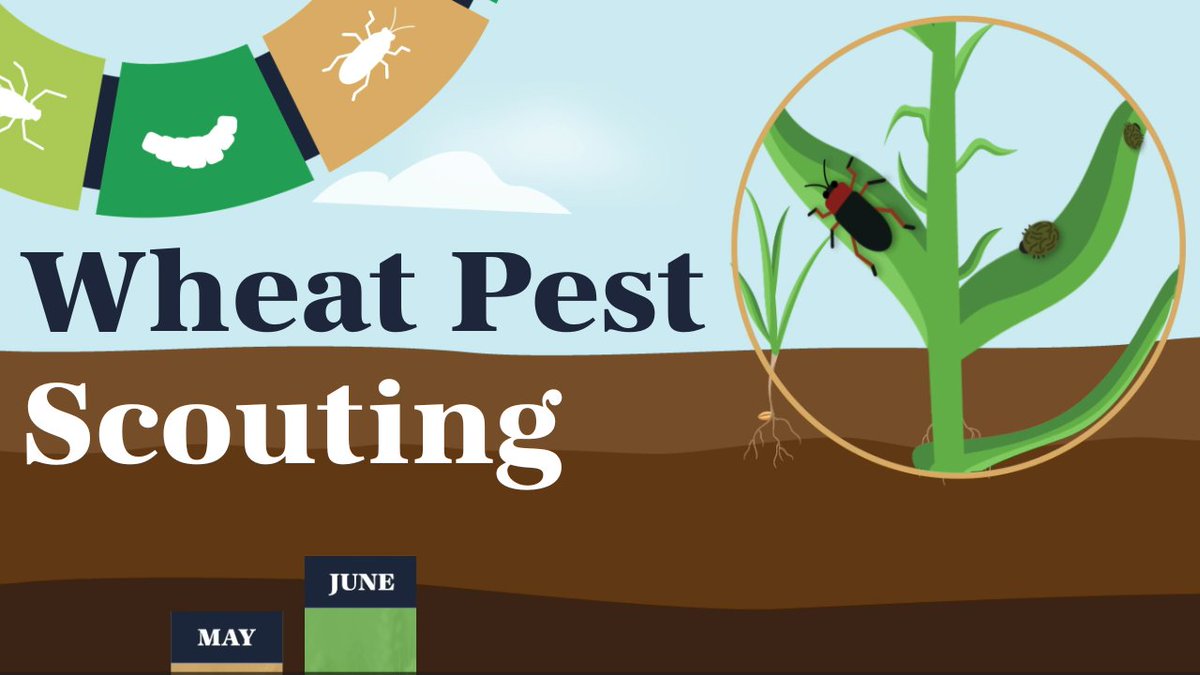 Sask Wheat (@saskwheat) on Twitter photo WATCH: Wheat producers need to stay alert throughout the growing season to manage insect pests. This pest scouting video is one of the tools producers can use to stay ahead when protecting their crop as it shows when to scout throughout the season.
saskwheat.ca/when-to-scout-… WATCH: Wheat producers need to stay alert throughout the growing season to manage insect pests. This pest scouting video is one of the tools producers can use to stay ahead when protecting their crop as it shows when to scout throughout the season.
saskwheat.ca/when-to-scout-…