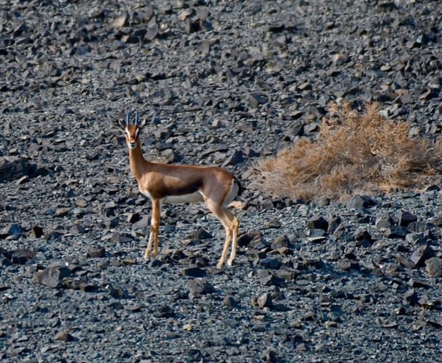 رصد حديث لغزال #جزيرة_مصيرة ضمن أعمال مشروع المسح الوطني للتنوع الأحيائي.