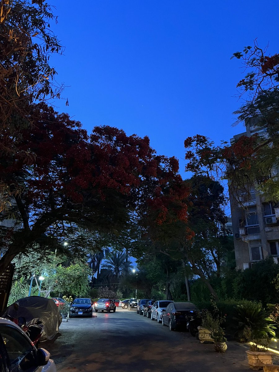 ☀️ (@omnia_elgarf) on Twitter photo 