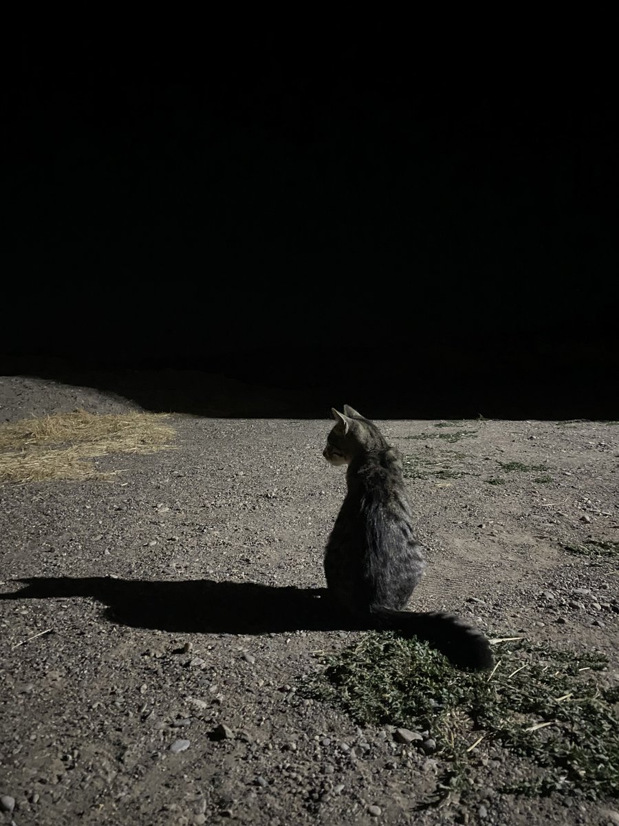 ekmek arası salça bekliyo