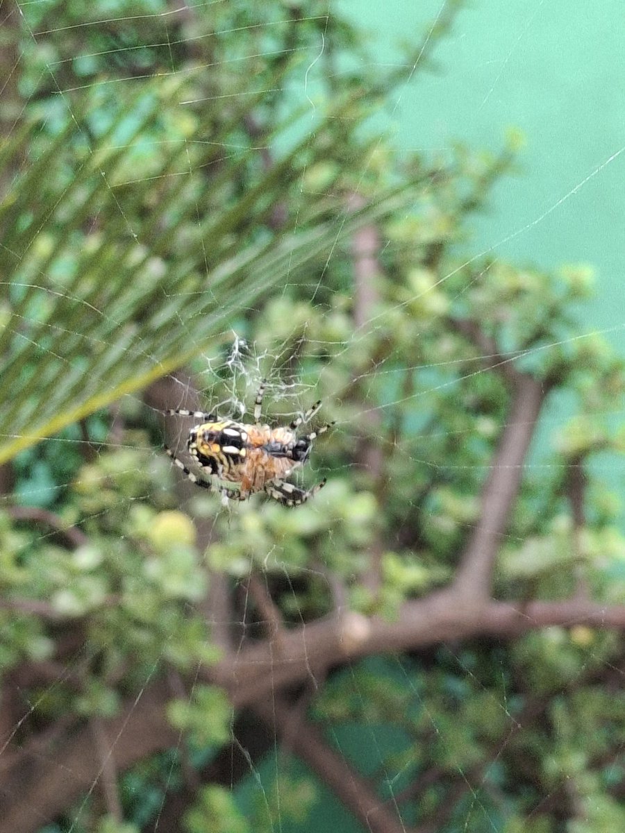 DanMycs's tweet photo. Buenos días @Arachno_Cosas!
Llevan ya un tiempo haciendo telarañas en casa, solo que ya las veo muy grandes jajajajaa
Me tengo que preocupar? https://t.co/pdL4KyHqcp