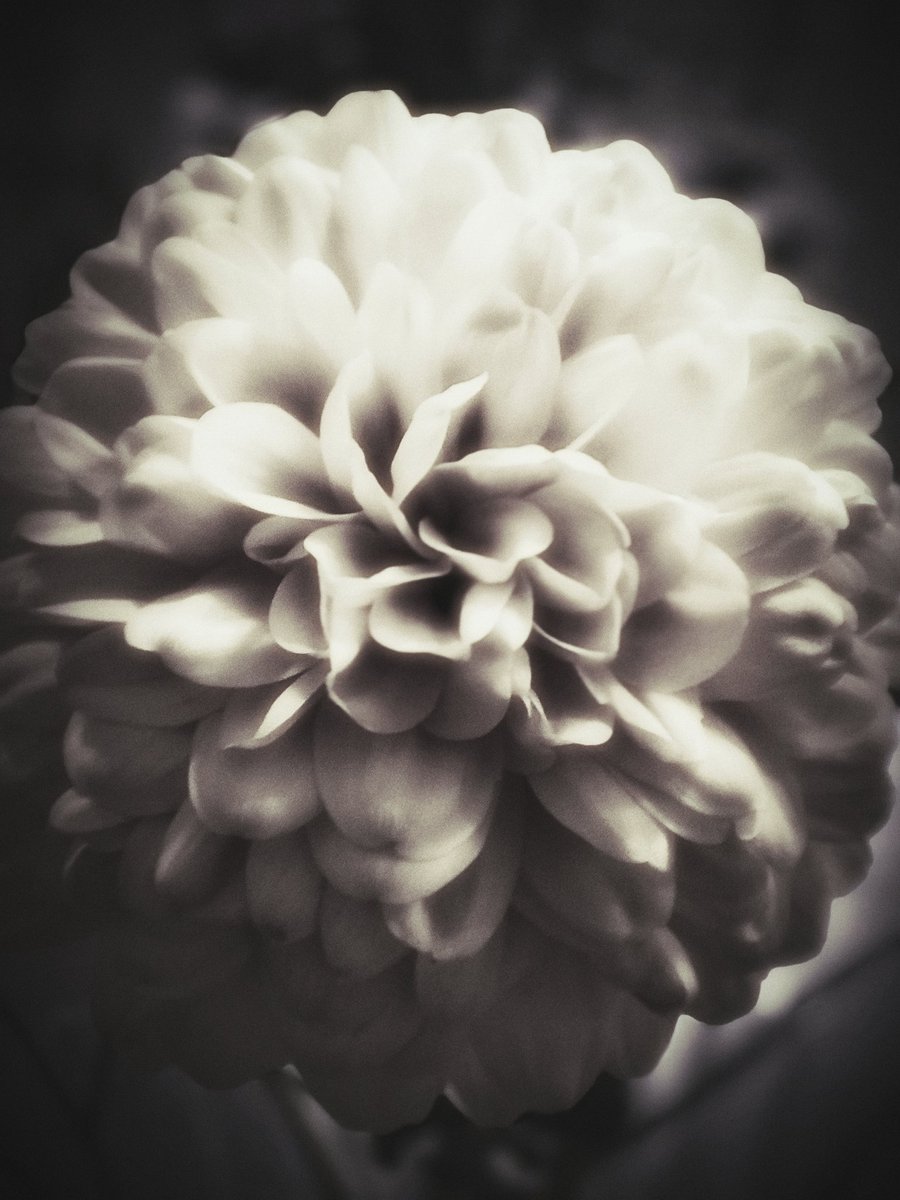 flower softness

📷