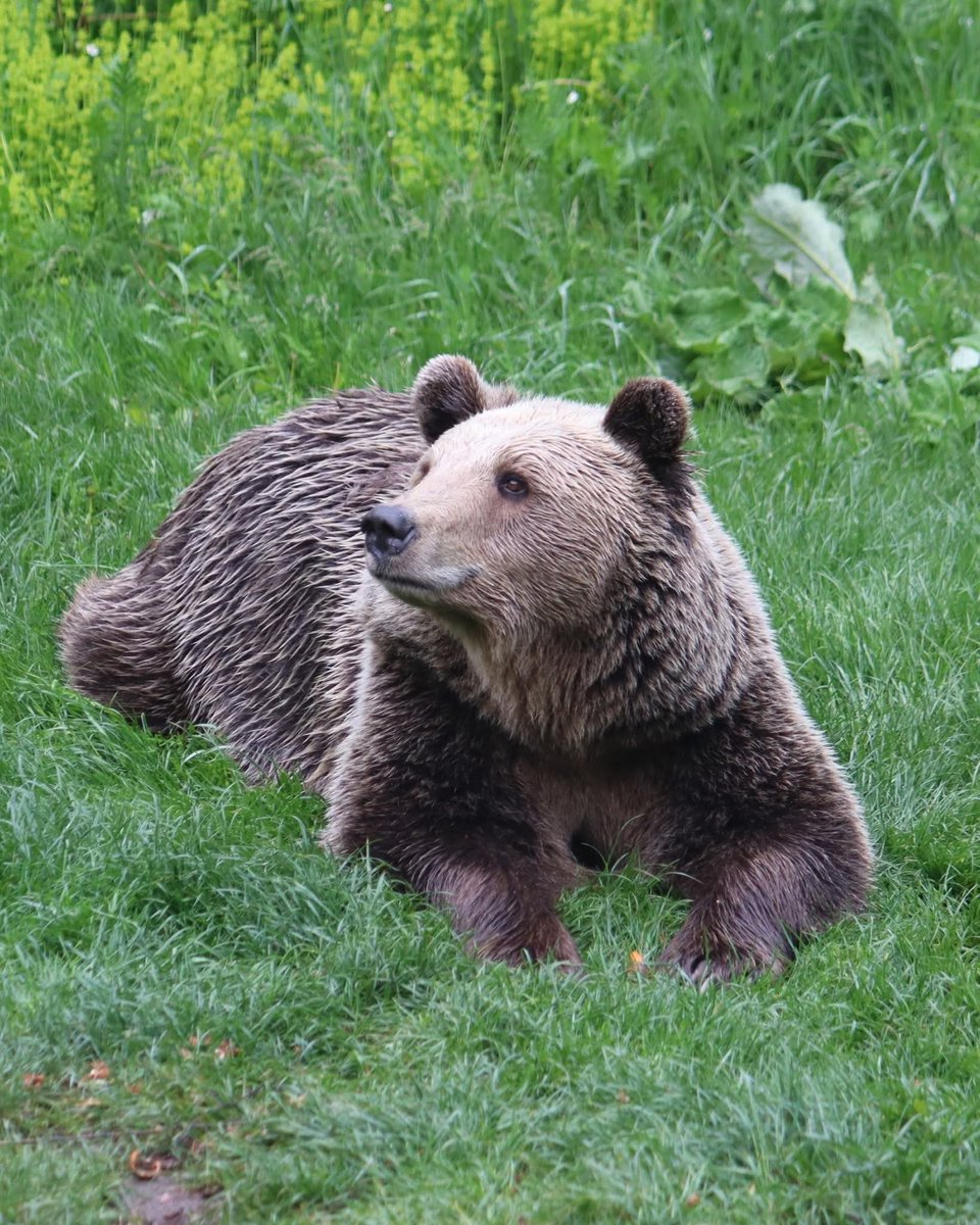 🇬🇧
Dear friends,

During the months of September, October and November you will be able to visit us from❗️12 pm to 6 pm. Last entry 5:30 pm. 

We are looking forward to your visit at BEAR SANCTUARY Belitsa! ❤️🐻