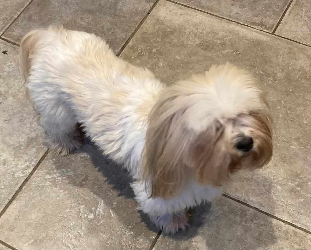 #Twitterstorm now on for #stolendoghour

Please help us help find these missing and stolen pets, like KALANTI

STILL #MISSING KALANTI is a 6 year old Lhasa Apso who went missing from home in Foul Anchor #Wisbech #PE13