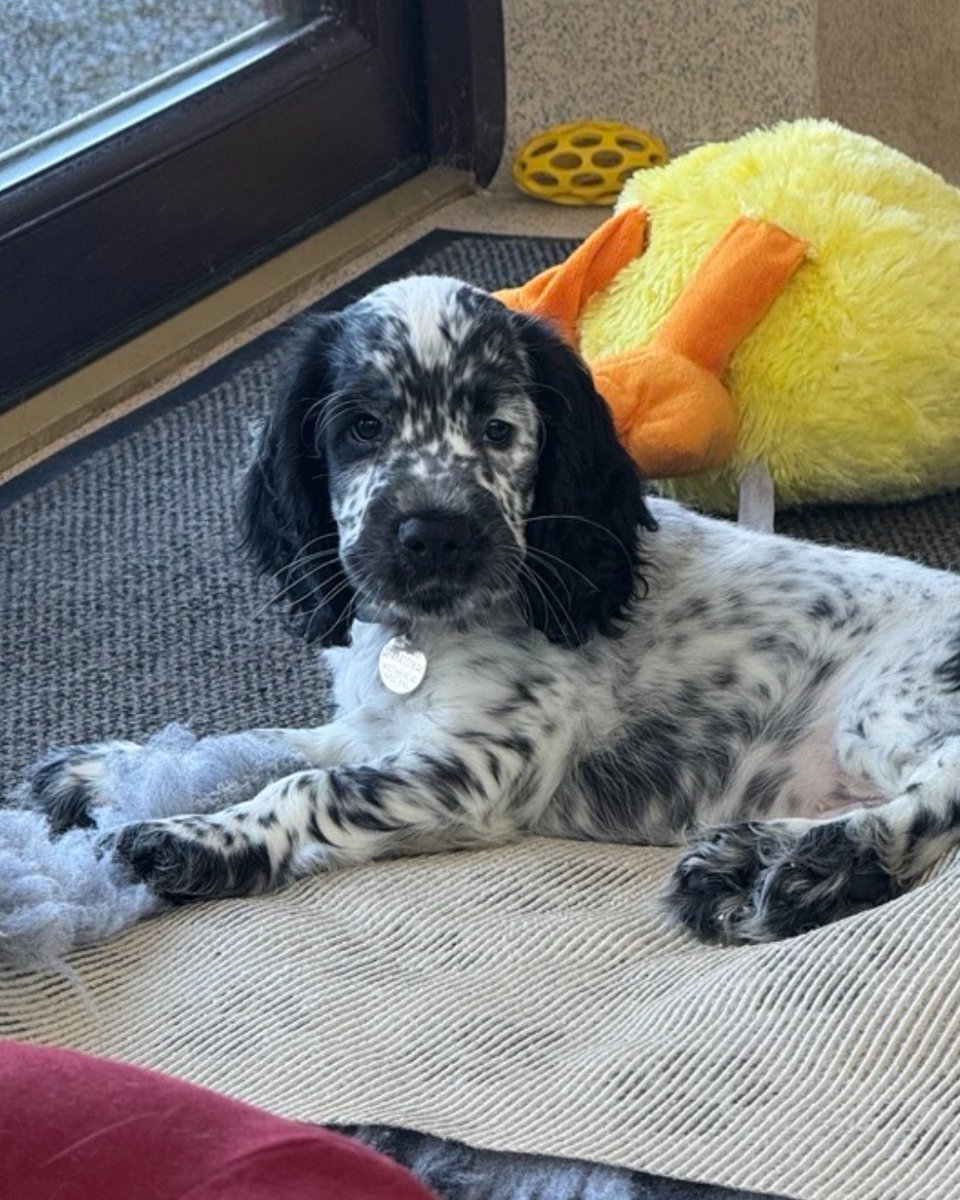 A big hello from Humphrey 👋

Humphrey has just started his training to be a hearing dog and as well as learning his basic cues, this stage of training is filled with playing, exploring his surroundings, and having lots of cuddles.

Good luck little one 🐾🥰