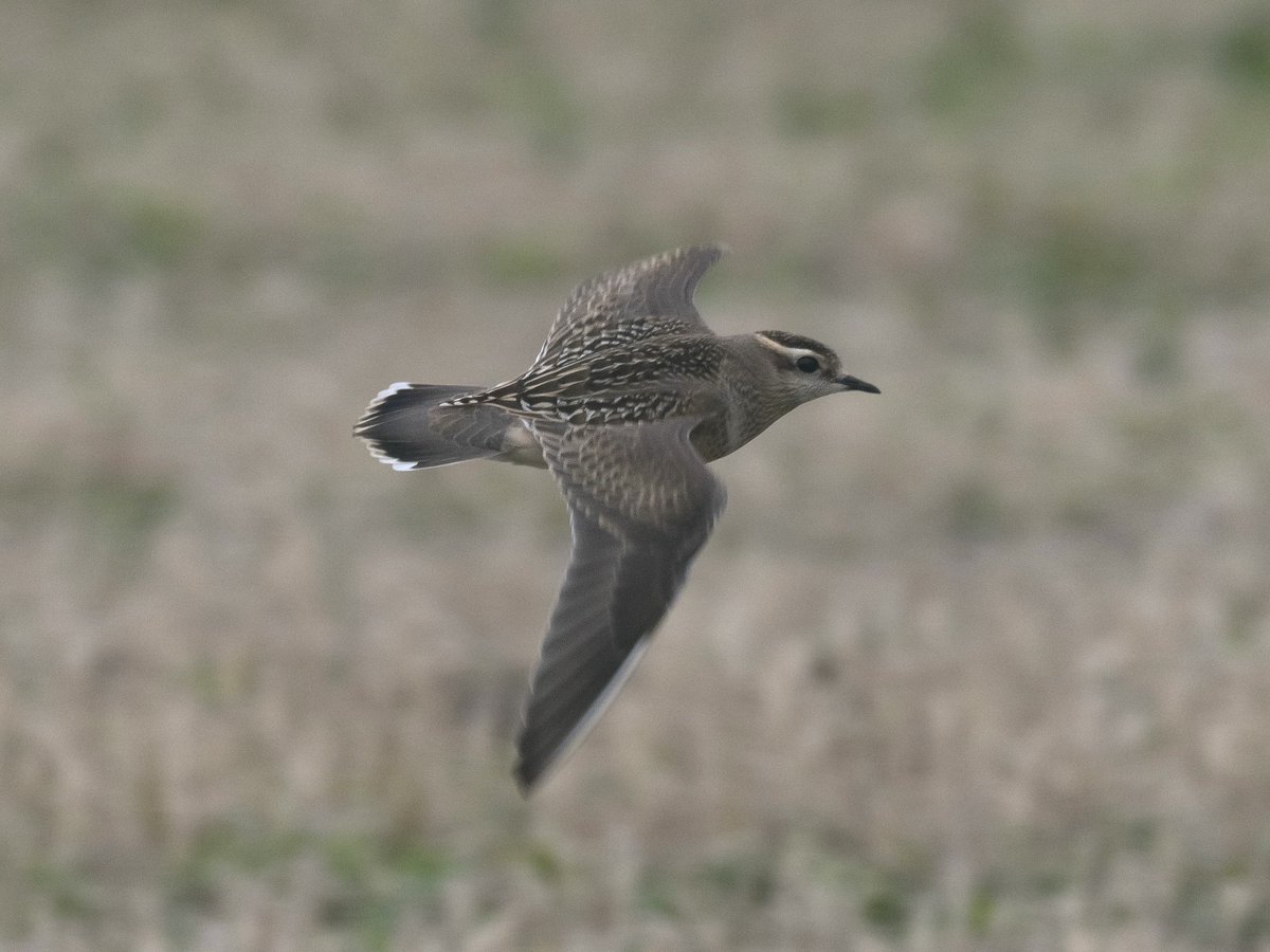 Yesterday’s Dotterel weren’t bad either!