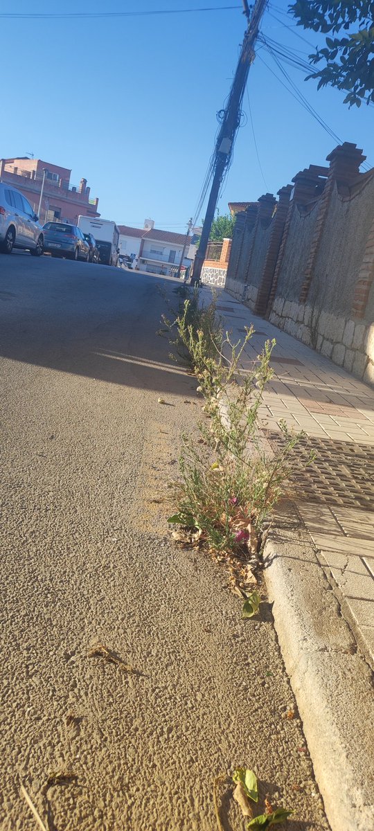 PRIMAEVATL's tweet photo. @LimasamOficial ya está creciendo lo que se cortó y aún no habéis venido a desbrozar la mitad que dejasteis de calle escritor Busto Previ. Y sigo sin una explicación de porque la dejaron a medias... https://t.co/TIrzKsXpPy