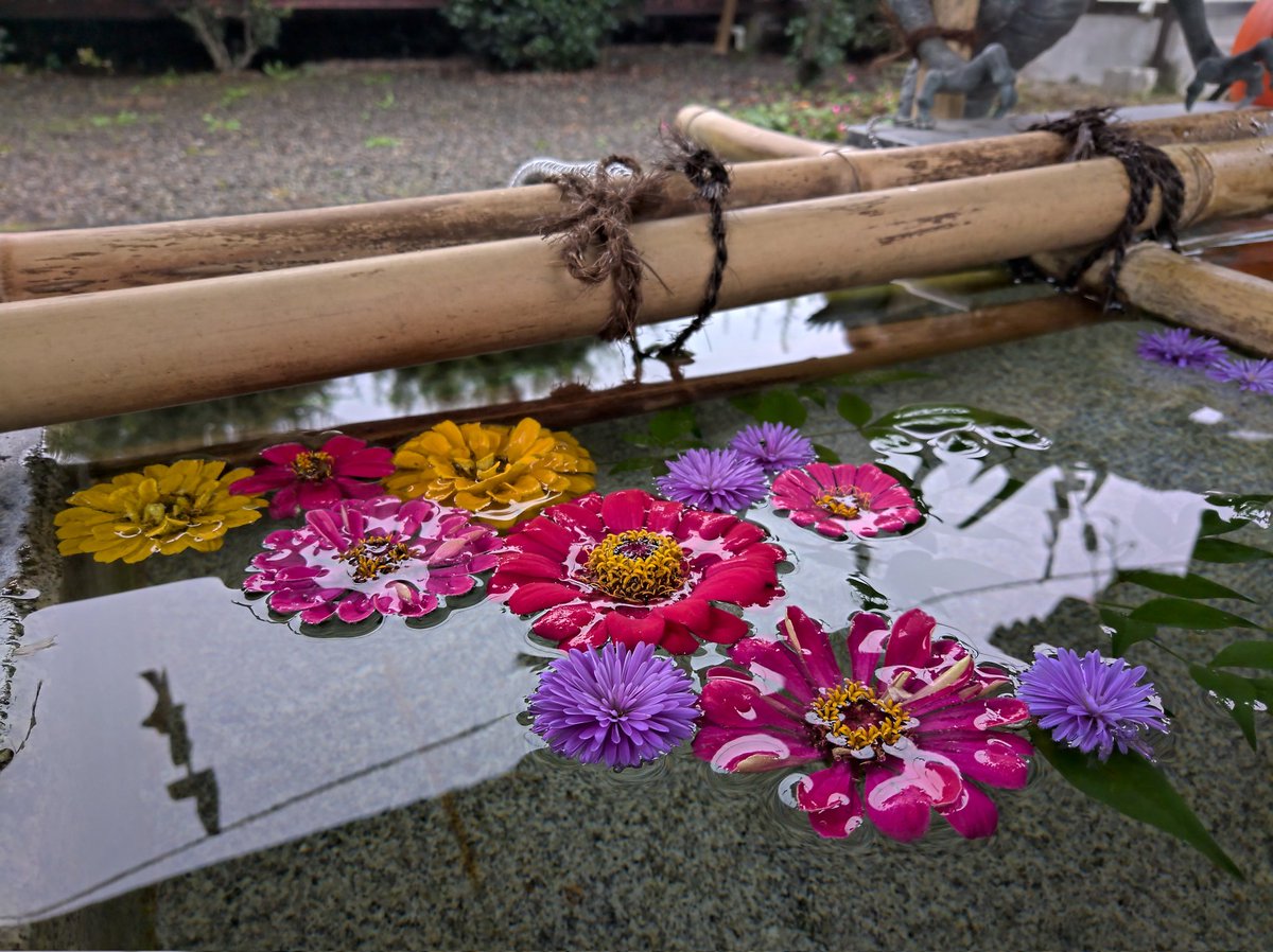 KPL_'s tweet image. ちなみにNOKIA9 Pureviewはこんだけの写真撮れるからね。カメラの飛び出し一切なしで。（写真は過去に投稿したものの再掲）

#NOKIA9Pureview