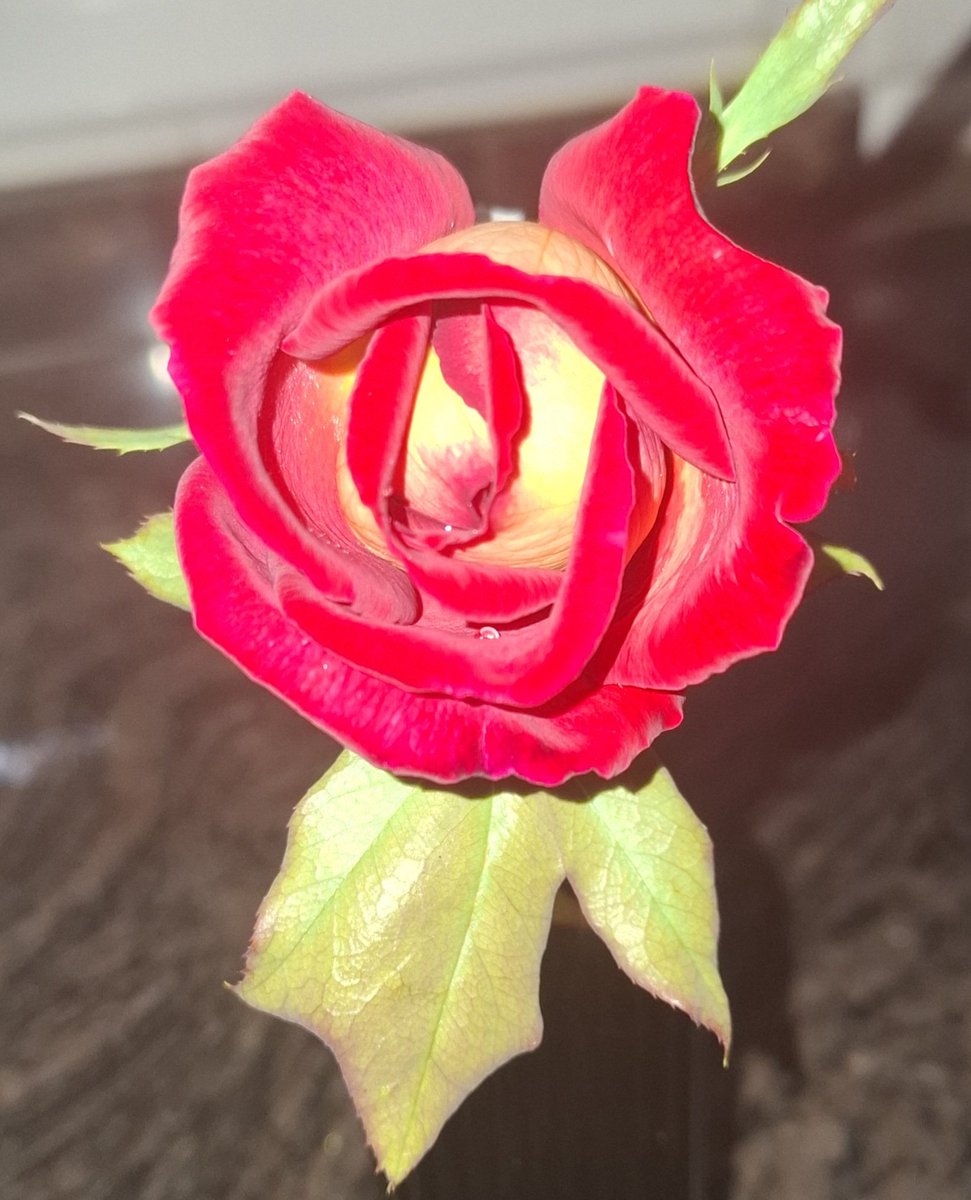 Bona setmana gent bona I bonica👍😘😘