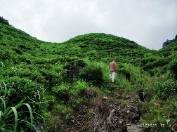 D’une manière générale, le thé noir possède un goût riche et intense et peut être qualifié de corsé comparé à d’autres types de thé. C’est l’un des thés les plus caféinés.

Black tea has a rich and intense flavor and can be described as full-bodied compared to other types of tea.