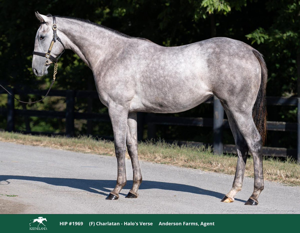 andersonfarmsTB's tweet image. Thrilled to have sold this lovely Ontario bred filly to @stoolpresidente! Shout out to @EliteRaceSales, @BradWeisbord , and @LCrow11 for sourcing this filly for Dave Portnoy. Looking forward to the future with this filly!

@tipperary11 @CTHSOntario @ONTRacing @HillnDaleFarm