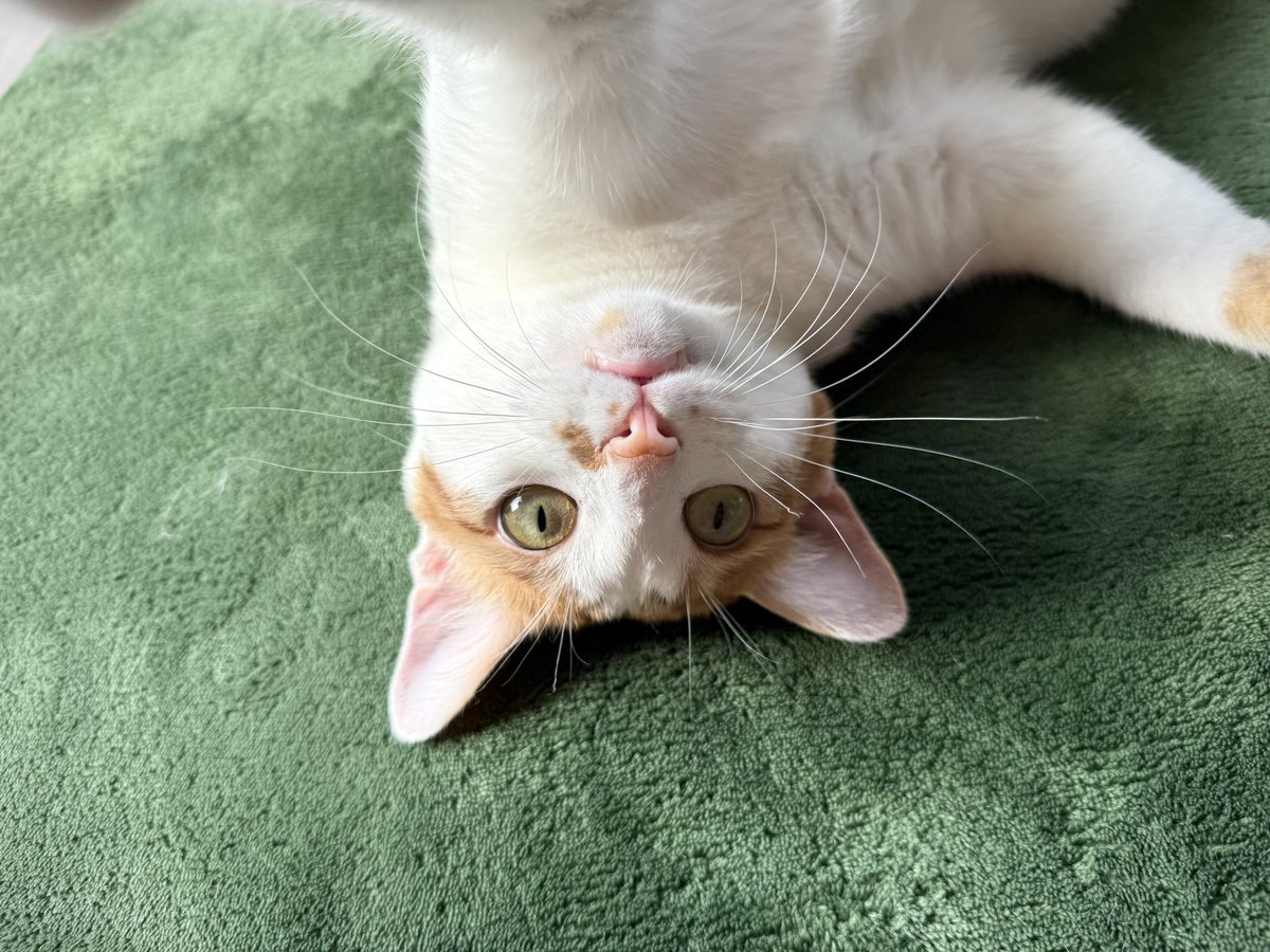 おはよー遊んでけろー🐱🐾

#猫好きさんと繋がりたい #猫のいる生活