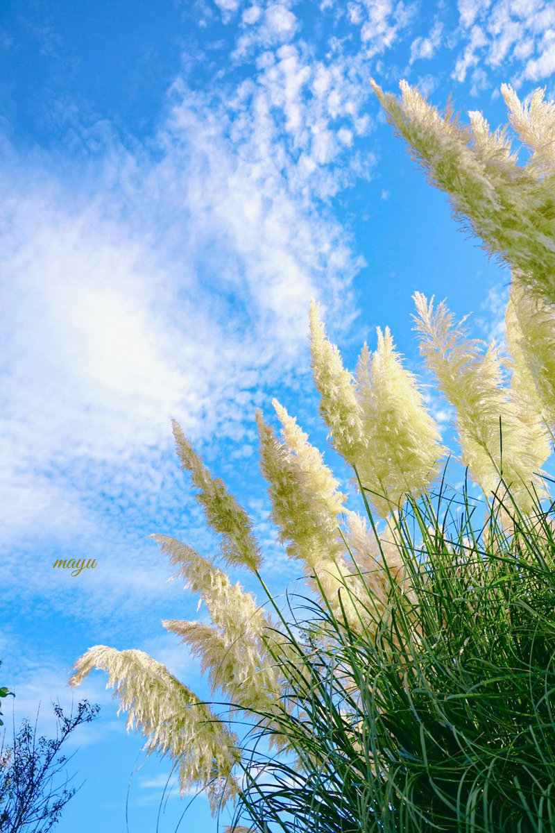 パンパスグラス - Search / X