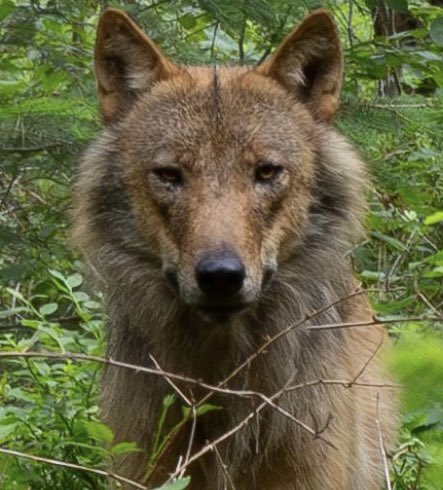 Wolf Bram

You Legend

Hold the line 

wolvenutrecht.nl/wolven-utrecht…

Foto: Copyright Otje