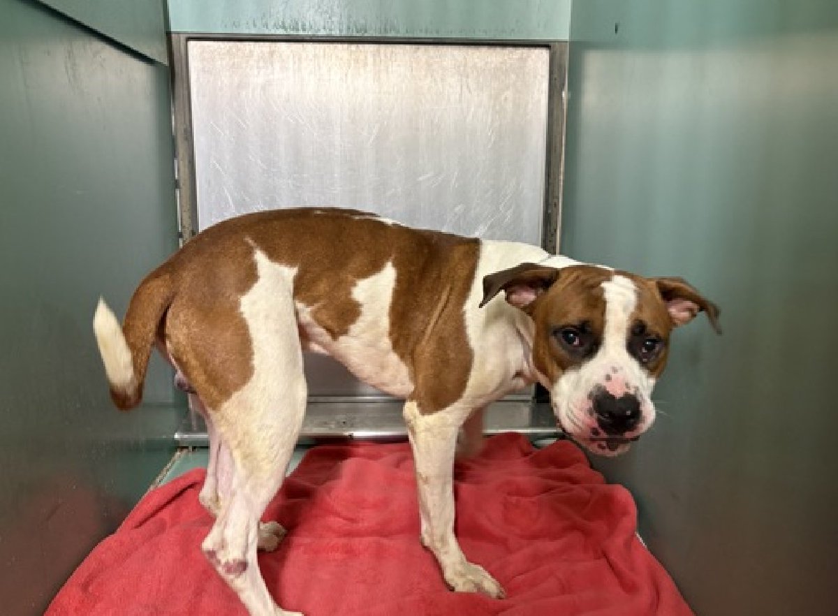 🐾3-y/o Muto, owner called police early Sept to pick w/ Muto &amp; 2 other dogs &amp; 2 cats b/c owner having housing issues. Scared &amp; nervous but waggy &amp; cooperate, takes treats gently. Lived w/ dogs &amp; cats but ACC says solo pet only. Has mild dermatitis. Needs a foster offer by 9/16: