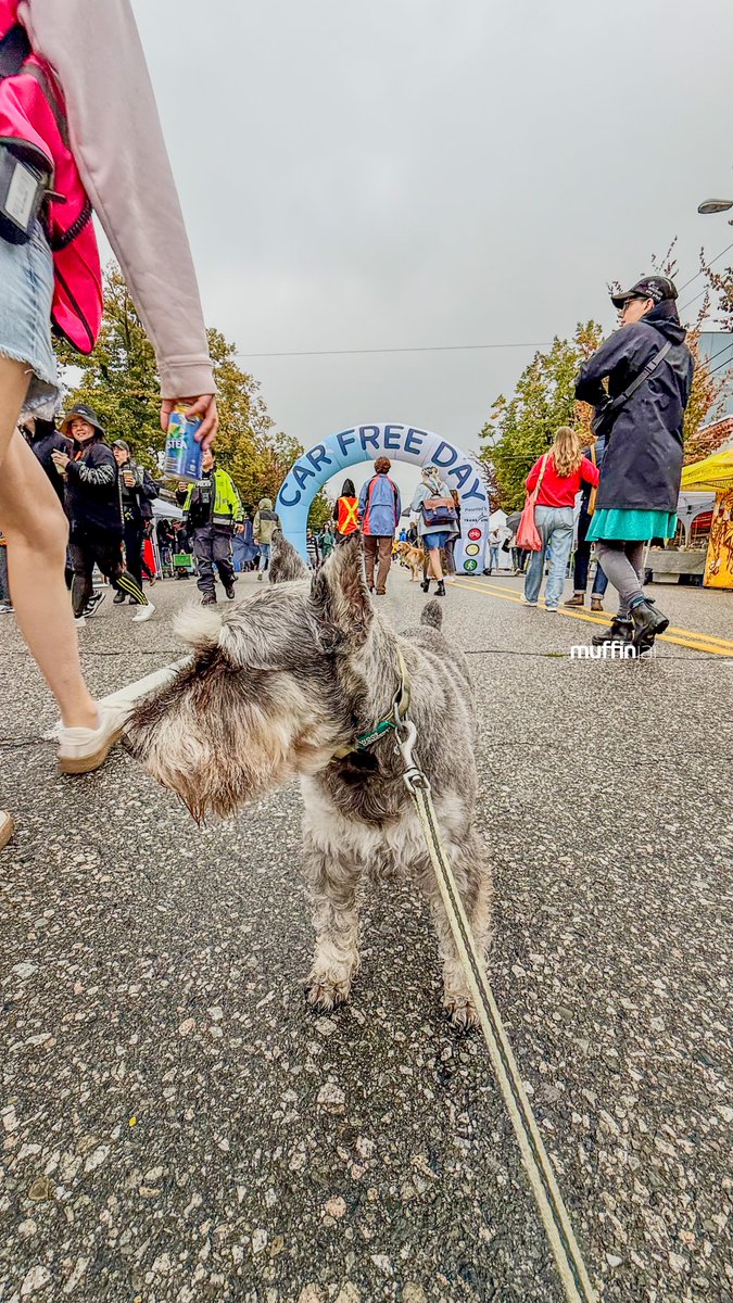 muffinjai's tweet photo. Despite the liquid sunshine, the vibes were still pretty amazing! 🤩 #MainStreet was transformed into a pedestrian (and schnauzer-friendly!) paradise. 🌴 So many local vendors, lively music, and happy humans enjoying the car-free freedom.

@carfreeyvr @mountpleasantbia #MainSt https://t.co/RJbzDJBNco
