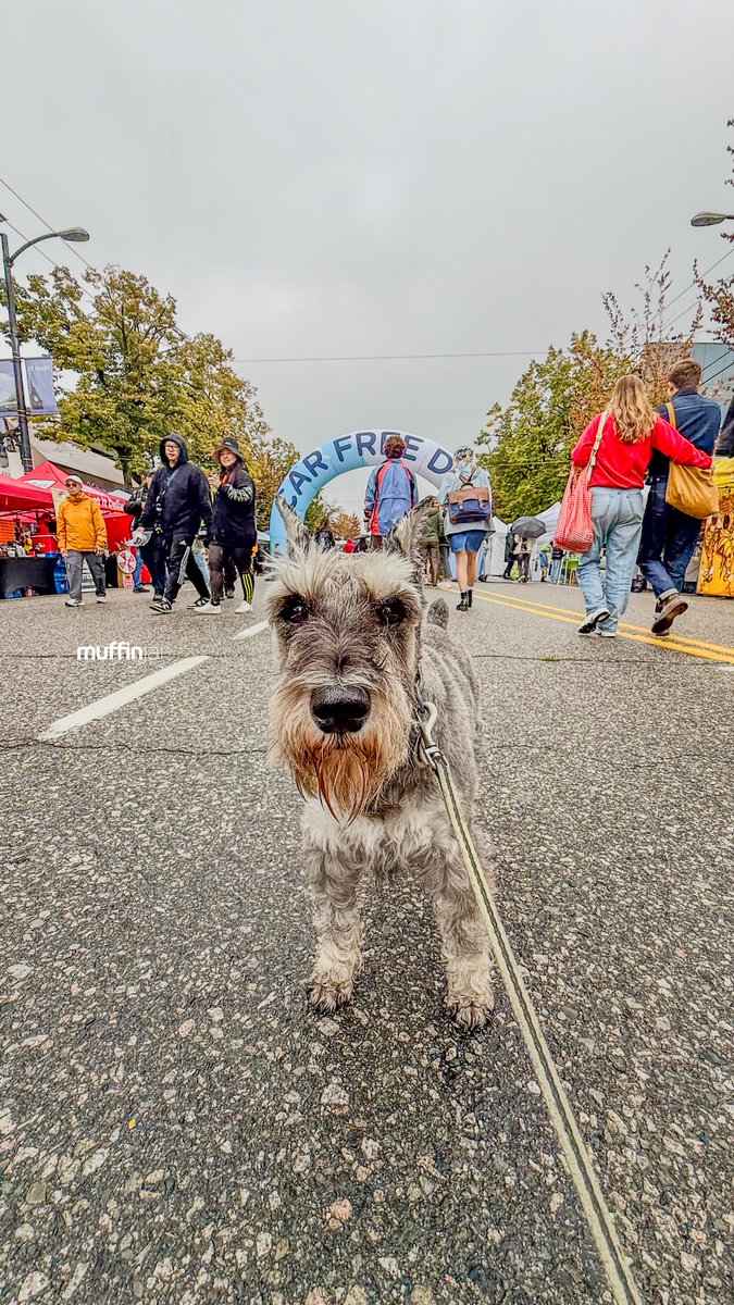 muffinjai's tweet photo. Despite the liquid sunshine, the vibes were still pretty amazing! 🤩 #MainStreet was transformed into a pedestrian (and schnauzer-friendly!) paradise. 🌴 So many local vendors, lively music, and happy humans enjoying the car-free freedom.

@carfreeyvr @mountpleasantbia #MainSt https://t.co/RJbzDJBNco