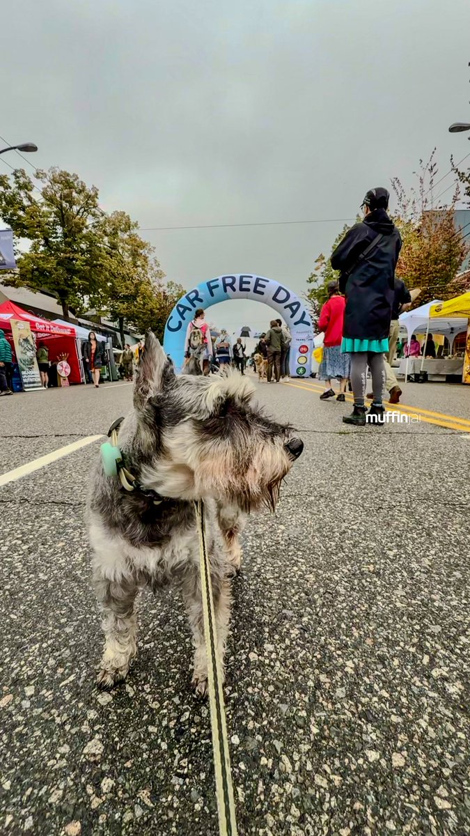 muffinjai's tweet photo. Despite the liquid sunshine, the vibes were still pretty amazing! 🤩 #MainStreet was transformed into a pedestrian (and schnauzer-friendly!) paradise. 🌴 So many local vendors, lively music, and happy humans enjoying the car-free freedom.

@carfreeyvr @mountpleasantbia #MainSt https://t.co/RJbzDJBNco