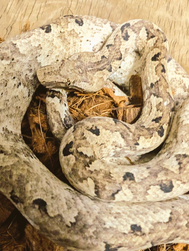 19801970's tweet image. 本日は東京池袋のサンシャインシティにて絶賛開催中の爬虫類倶楽部様主催のイベント『ハチクラ祭』の開催最終日です。
ご来場の際には当店ブースにもお立ち寄り頂きましたら幸いです。
それでは本日も皆様のご来場をお待ち申し上げております！