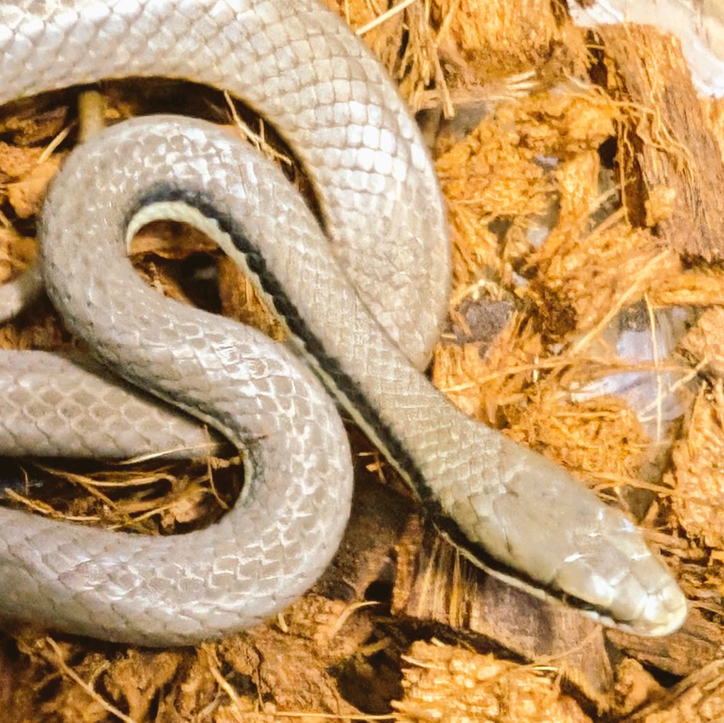 19801970's tweet image. 本日は東京池袋のサンシャインシティにて絶賛開催中の爬虫類倶楽部様主催のイベント『ハチクラ祭』の開催最終日です。
ご来場の際には当店ブースにもお立ち寄り頂きましたら幸いです。
それでは本日も皆様のご来場をお待ち申し上げております！