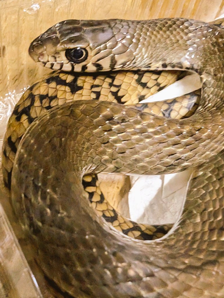 19801970's tweet image. 本日は東京池袋のサンシャインシティにて絶賛開催中の爬虫類倶楽部様主催のイベント『ハチクラ祭』の開催最終日です。
ご来場の際には当店ブースにもお立ち寄り頂きましたら幸いです。
それでは本日も皆様のご来場をお待ち申し上げております！