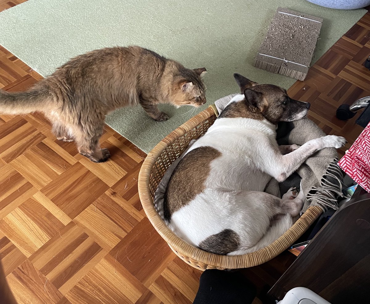 チャー子も、隙あり。