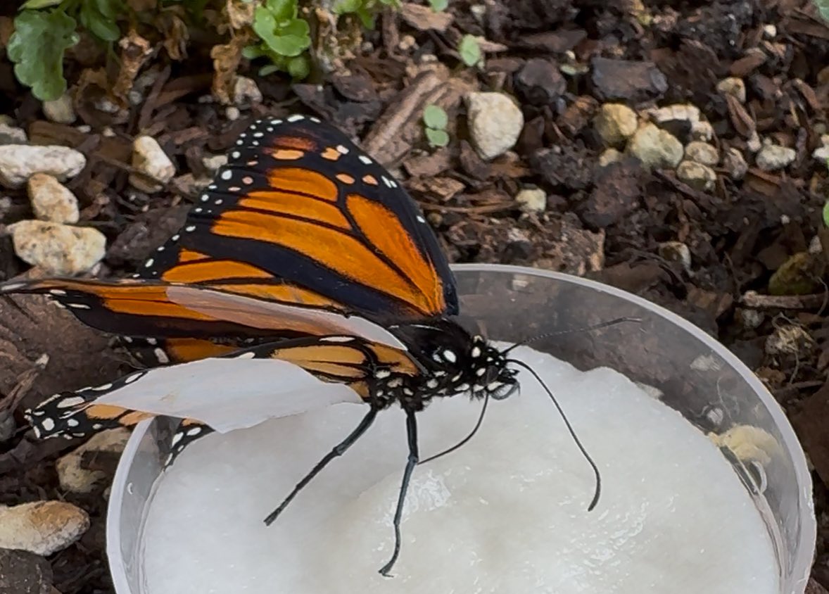 00yamana00michiko (@yamanamichiko) / Posts / X, image size:1178x844