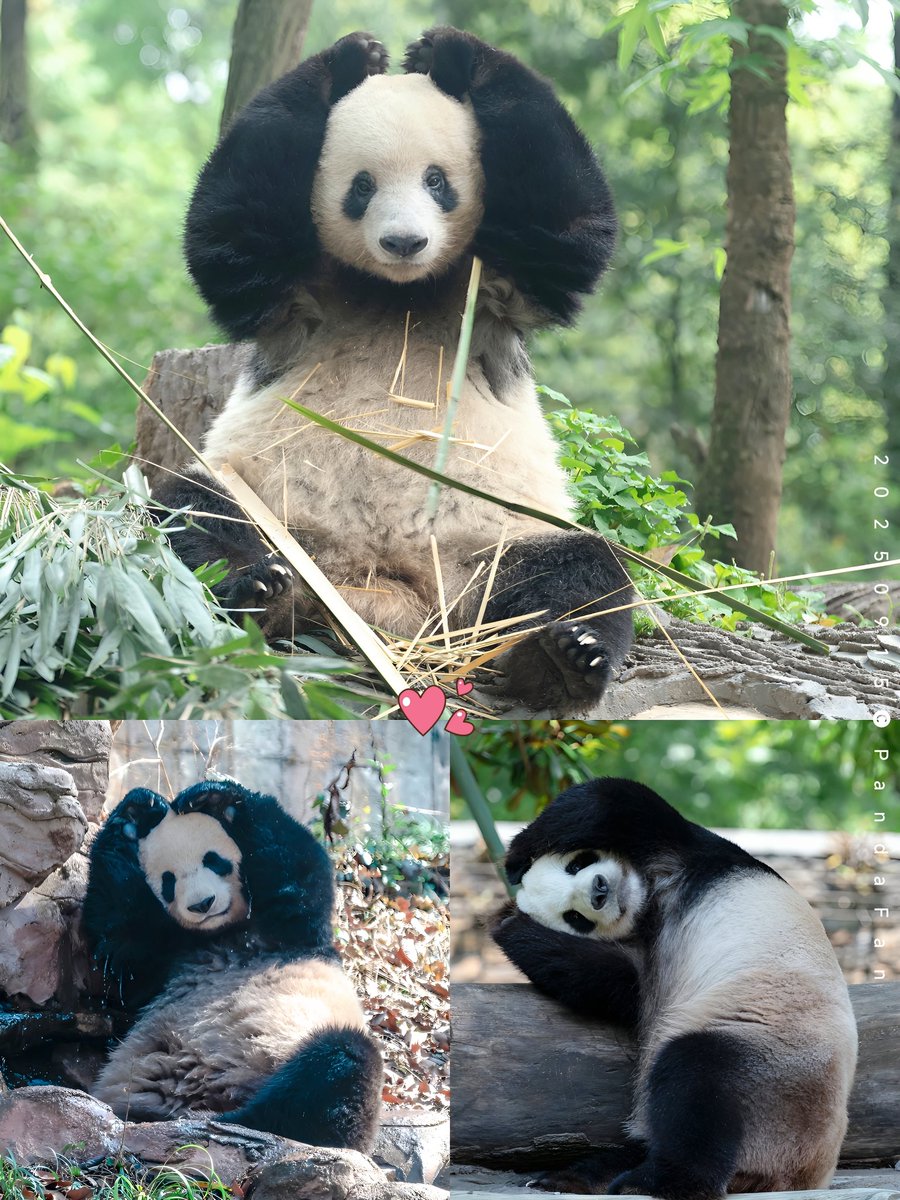 PandaFanHouse's tweet photo. ハートを送る年齢じゃない？
いや、ハートは永遠の0歳！😍 https://t.co/snGl8ykvee