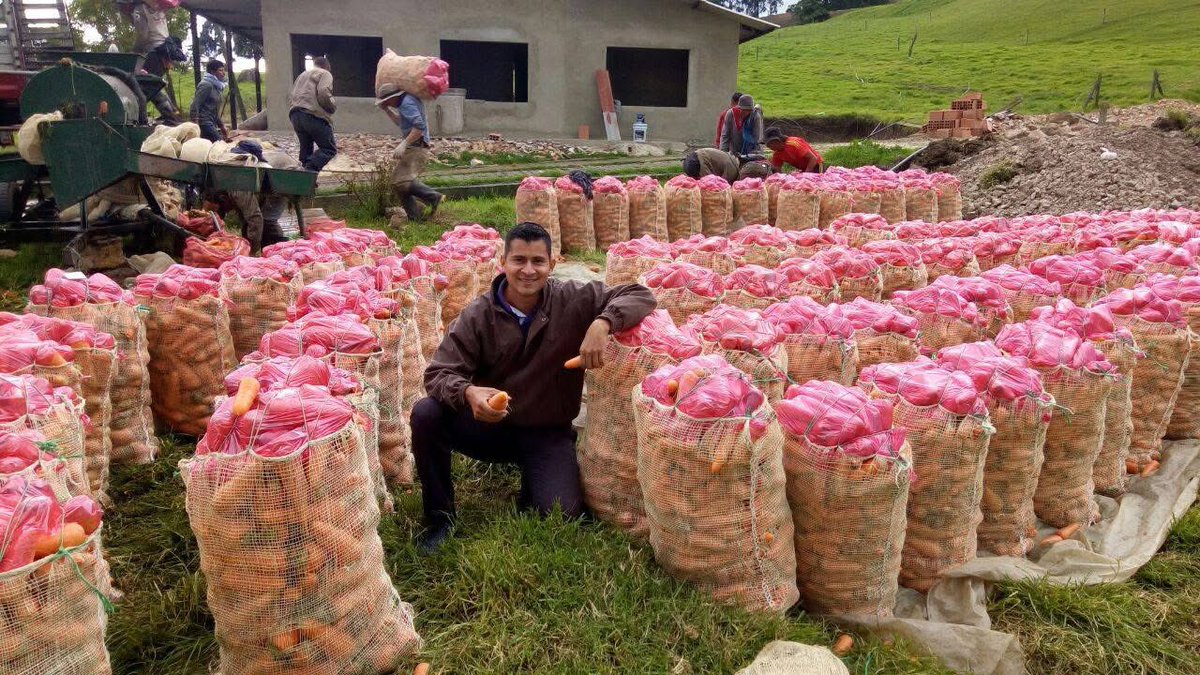 Alexander_AO84's tweet image. Los intermediarios de la papa 🥔 es toda una mafia! Los que hemos cultivado papa y zanahoria 🥕 lo sabemos! No solo es el intermediario hay otra cosa más, los insumos, arriendos de la tierra, y transporte sumado a la mafia de #Corabastos 
Es una urgencia y debe ser una prioridad!