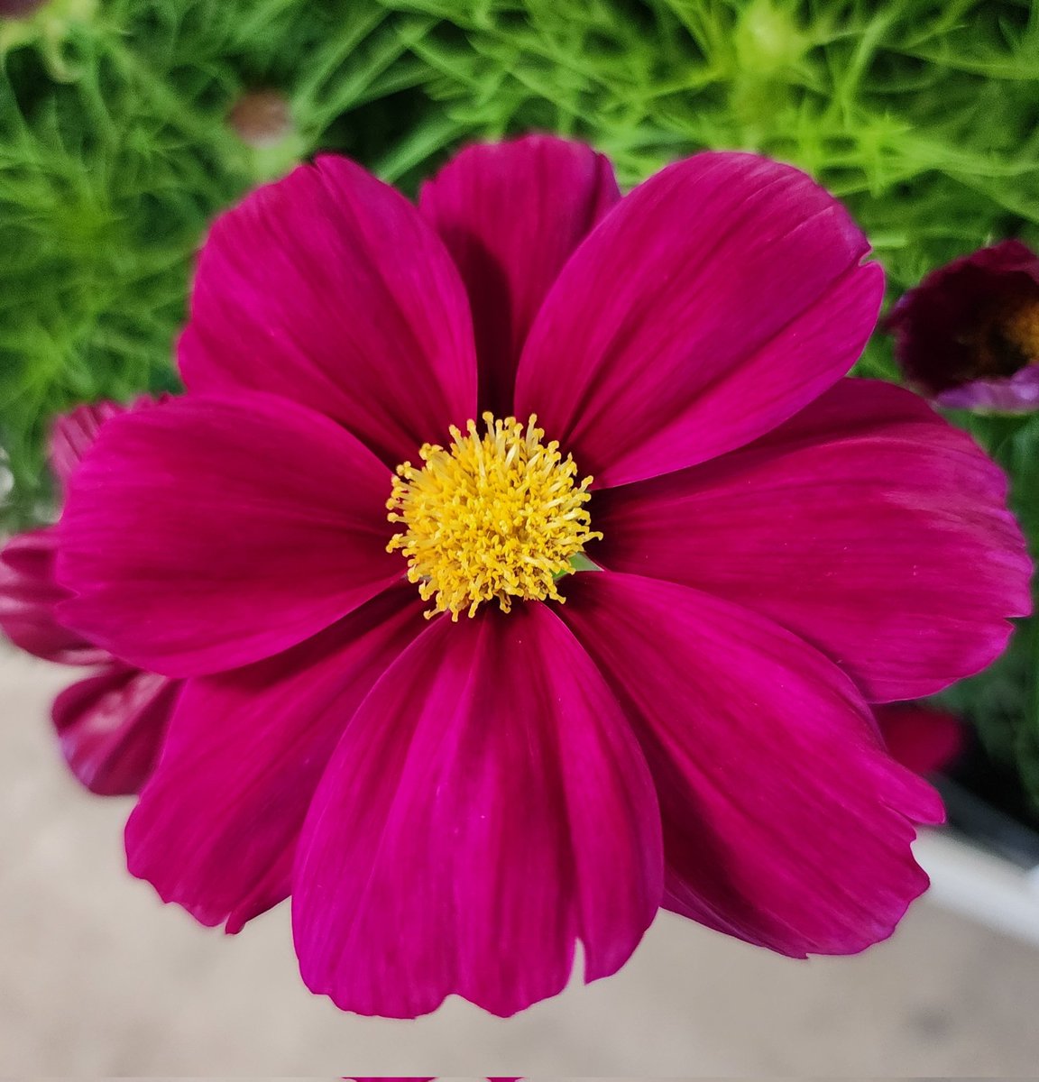 おはようございます👋😆

週の始まり月曜日㊗️祝日…仕事です！

仕事の人も休みの人も
ニコッと笑顔で
きょうも頑張りましょう😀

今週もよろしくお願いします