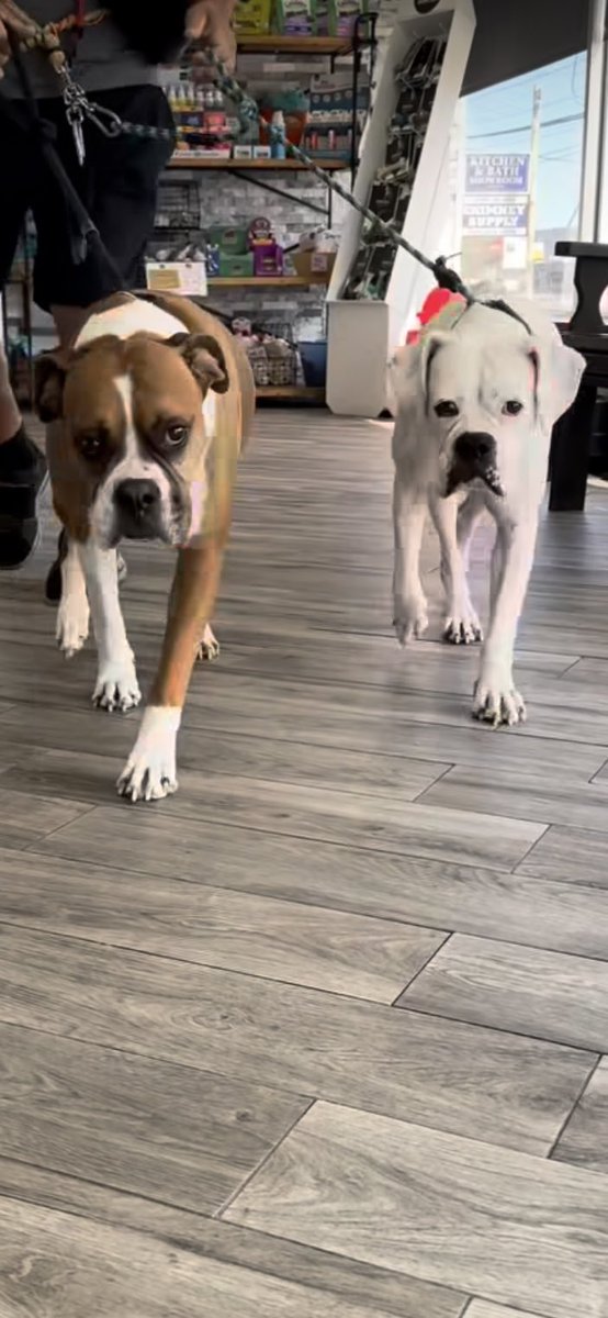 Chelsea &amp; Cassie are ready to walk into their #foreverhome. These girls don’t have to be fostered or adopted together but we’d ❤️ that for them. They love walks, toys &amp; cuddling together. Visit our website &amp; get ur application in today! #BoxerDog