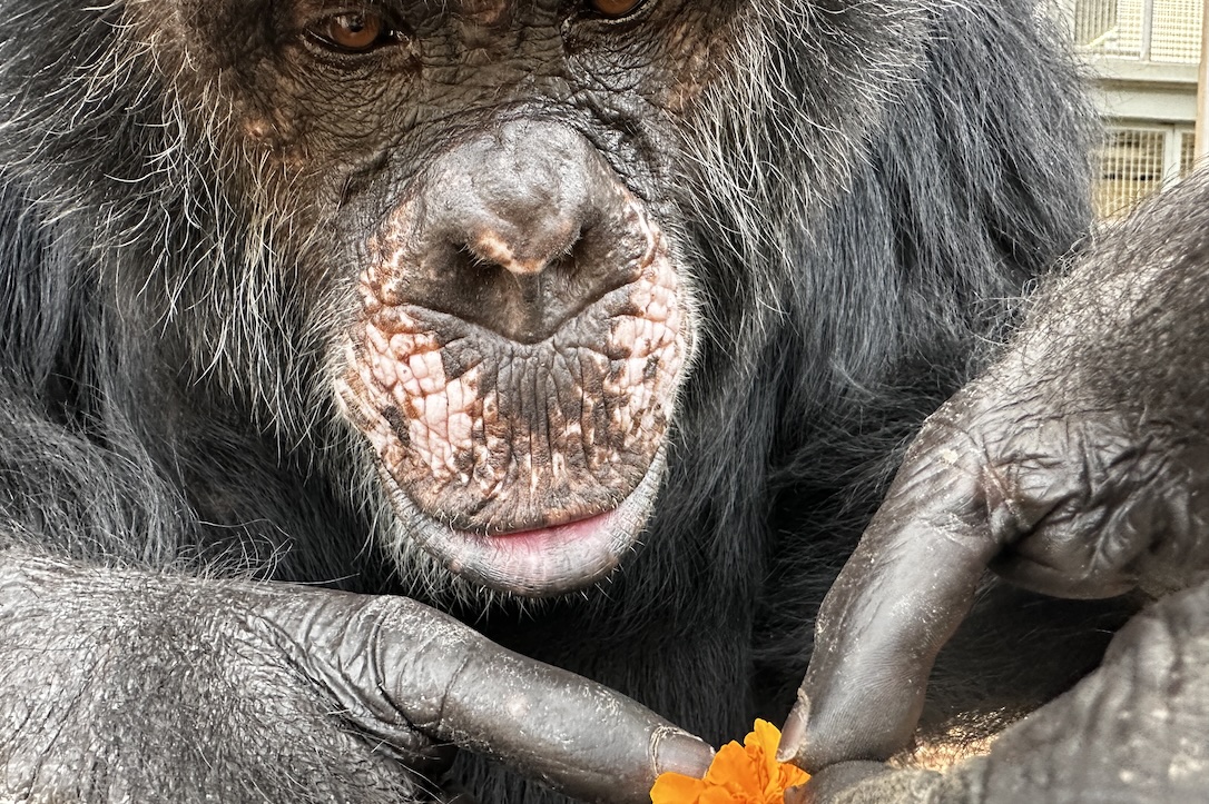 Terry's Tendency Towards Tiny Things -  chimpsnw.org/2025/09/terrys…