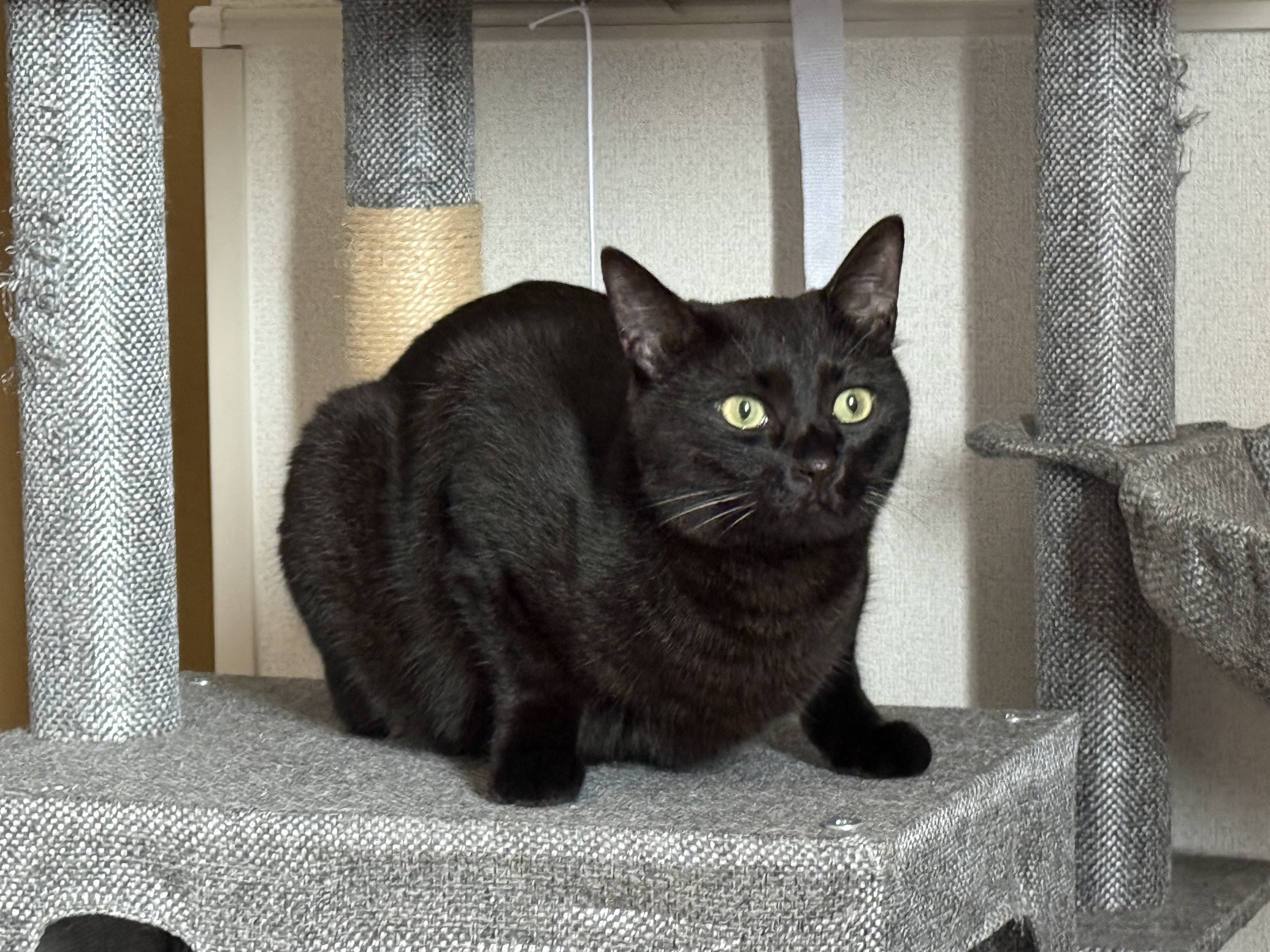 黒猫ミント様 つくきな❤︎ココテテ🐈‍⬛⸒⸒⸒⸒🐾 on X: 