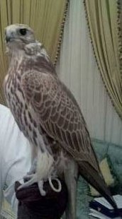 *للبيع صقر حر 💥🦅*

ما شاء الله تبارك الله  
الصقر نظيف وجرناس، صحته ممتازة ومجرب على القنص  
واقف على اليد مثل الذهب  
الموقع: (اكتب المدينة)  
السوم طيب والبيع قريب إن شاء الله

للتواصل