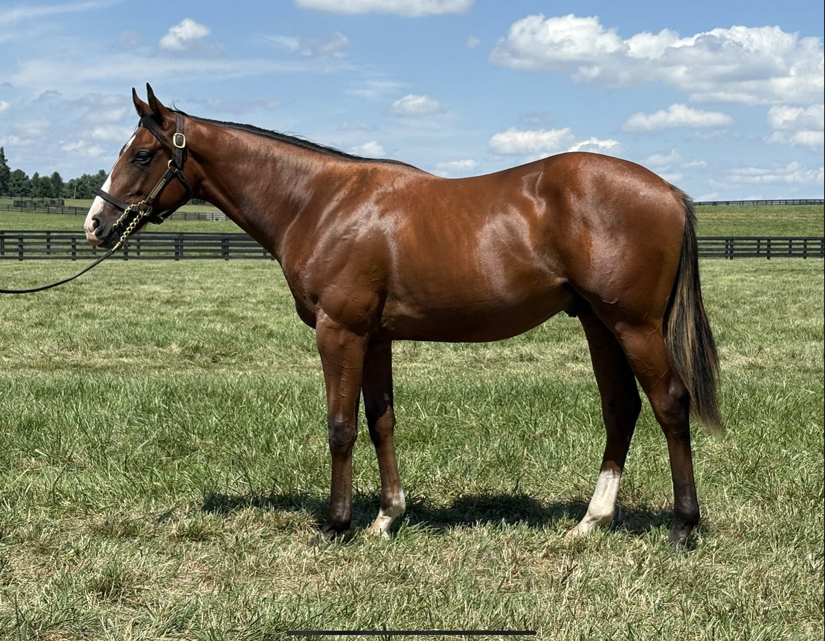 Hip 1910, a Good Magic colt out of D J’s Favorite, bred and raised <a href="/jackpotfarm/">Jackpot Farm</a> sold for $300,000 this evening to Jones/Everett, Agent!