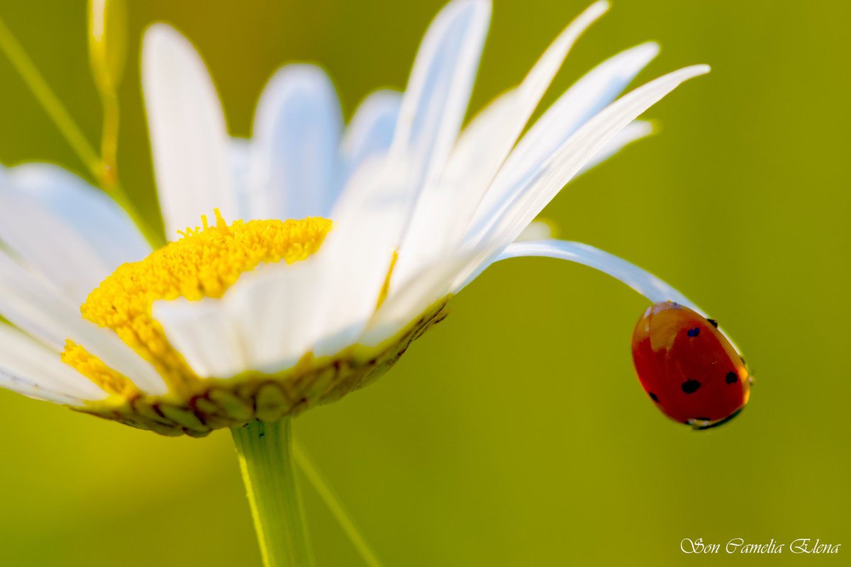 Camelia317703's tweet image. the world needs more love and beautiful photography.☺️
#ladybug